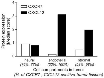 100 ng/mL human recombinant CXCL12