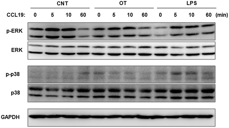 recombinant chemokine CCL19