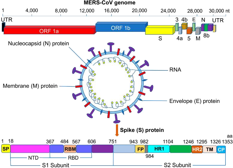 MERS-CoV Genome